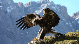 Il Parco Naturale del Karwendel è la più grande area protetta del Tirolo del Nord e vanta la più alta densità di aquile reali dell'area alpina. | © Naturpark Karwendel / Otto Leiner